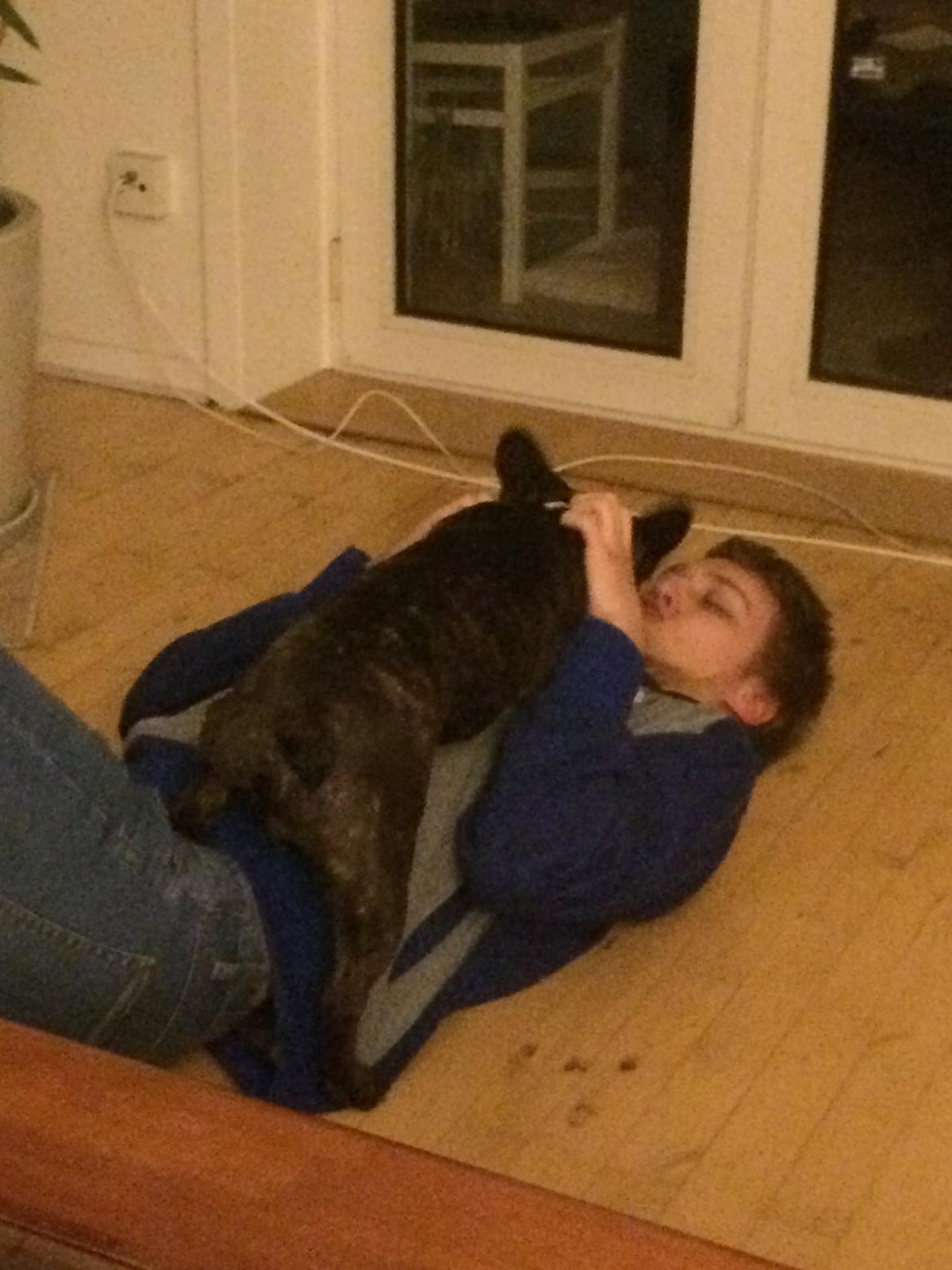 Fransk bulldog Milo - Han er social og super kærlig  billede 7