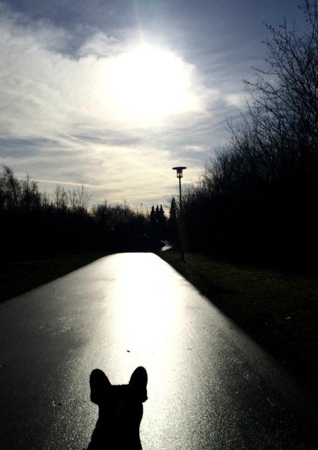 Fransk bulldog Milo billede 4