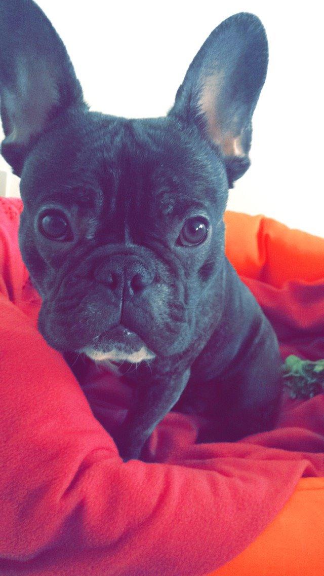 Fransk bulldog Milo billede 1