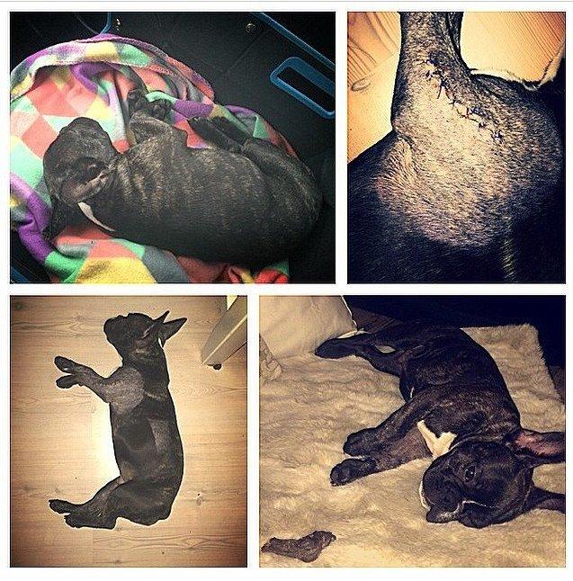 Fransk bulldog Milo billede 9