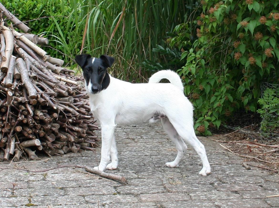 Glathåret foxterrier Charlie billede 1