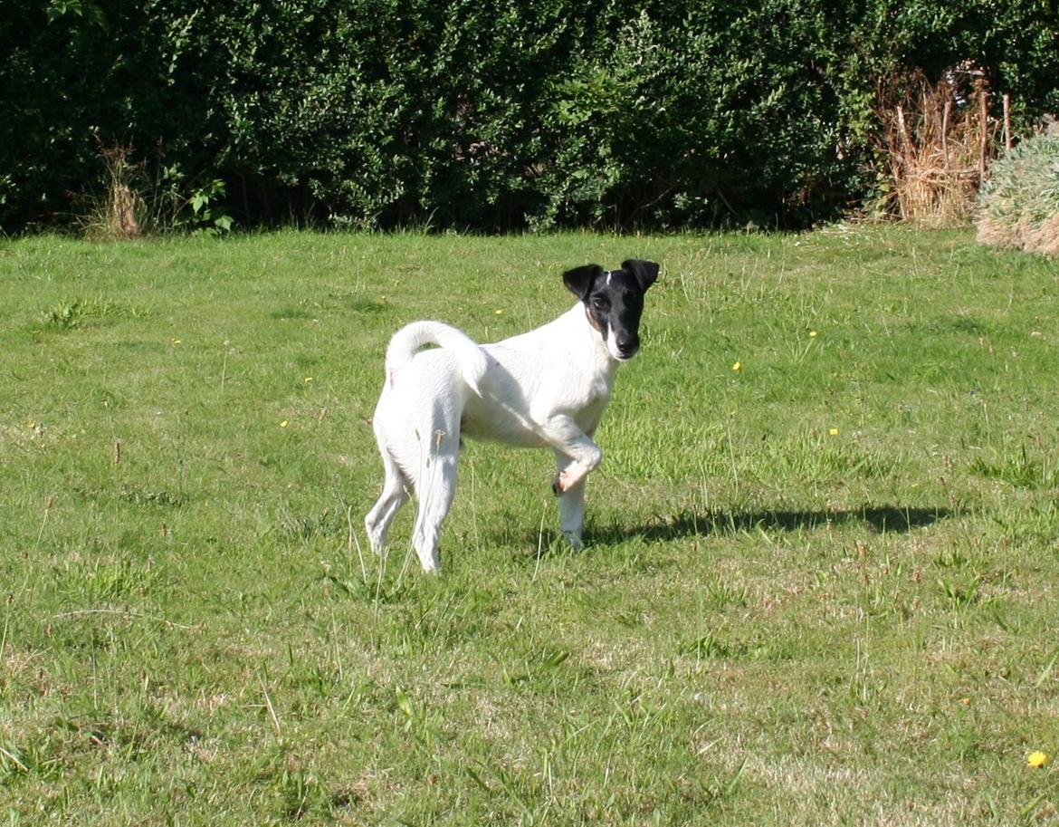 Glathåret foxterrier Charlie billede 5