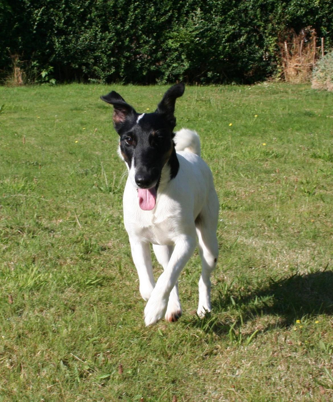 Glathåret foxterrier Charlie billede 3