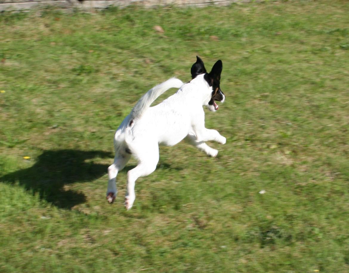 Glathåret foxterrier Charlie billede 39