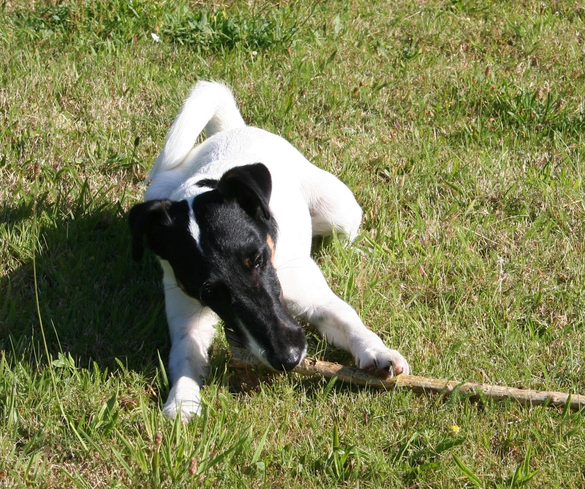 Glathåret foxterrier Charlie billede 40