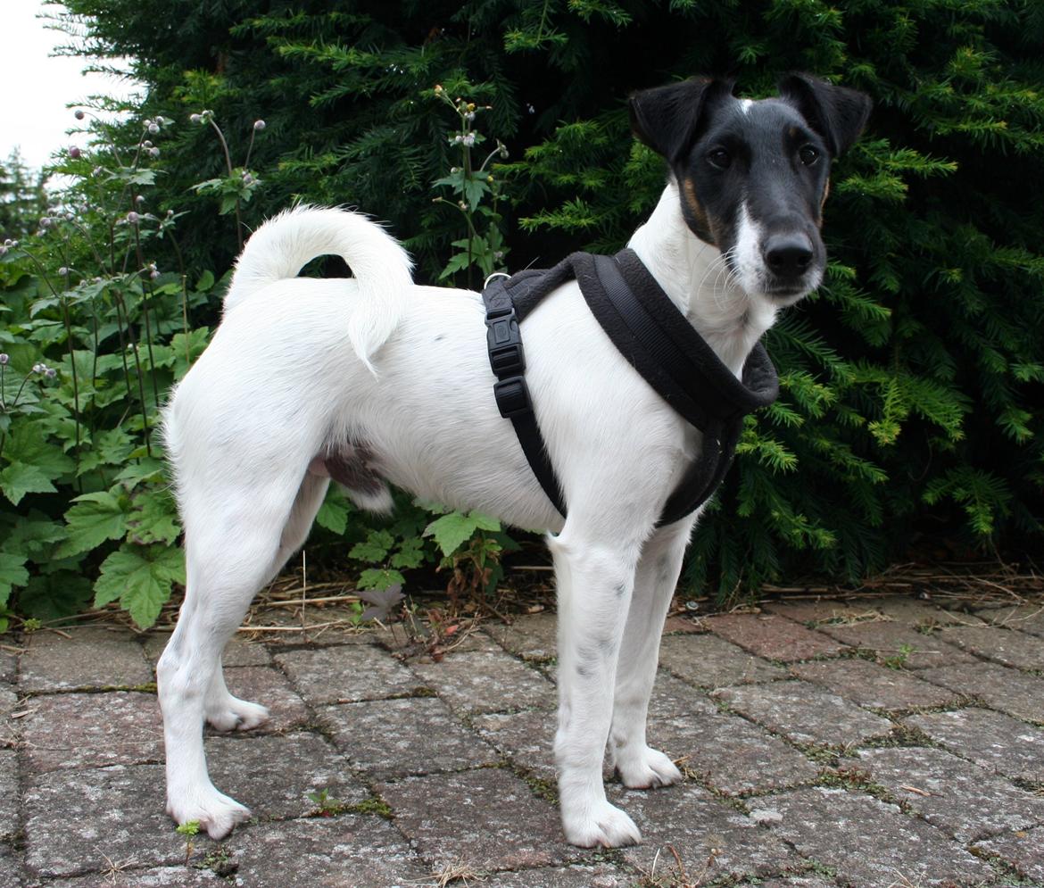 Glathåret foxterrier Charlie billede 6