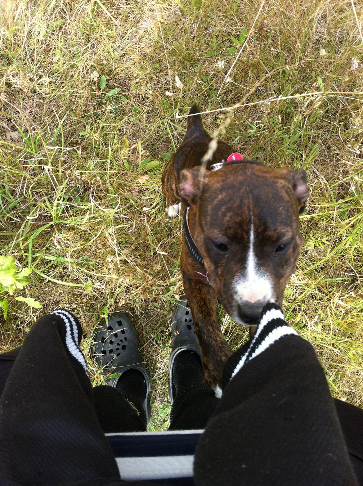 Staffordshire bull terrier Freja billede 11