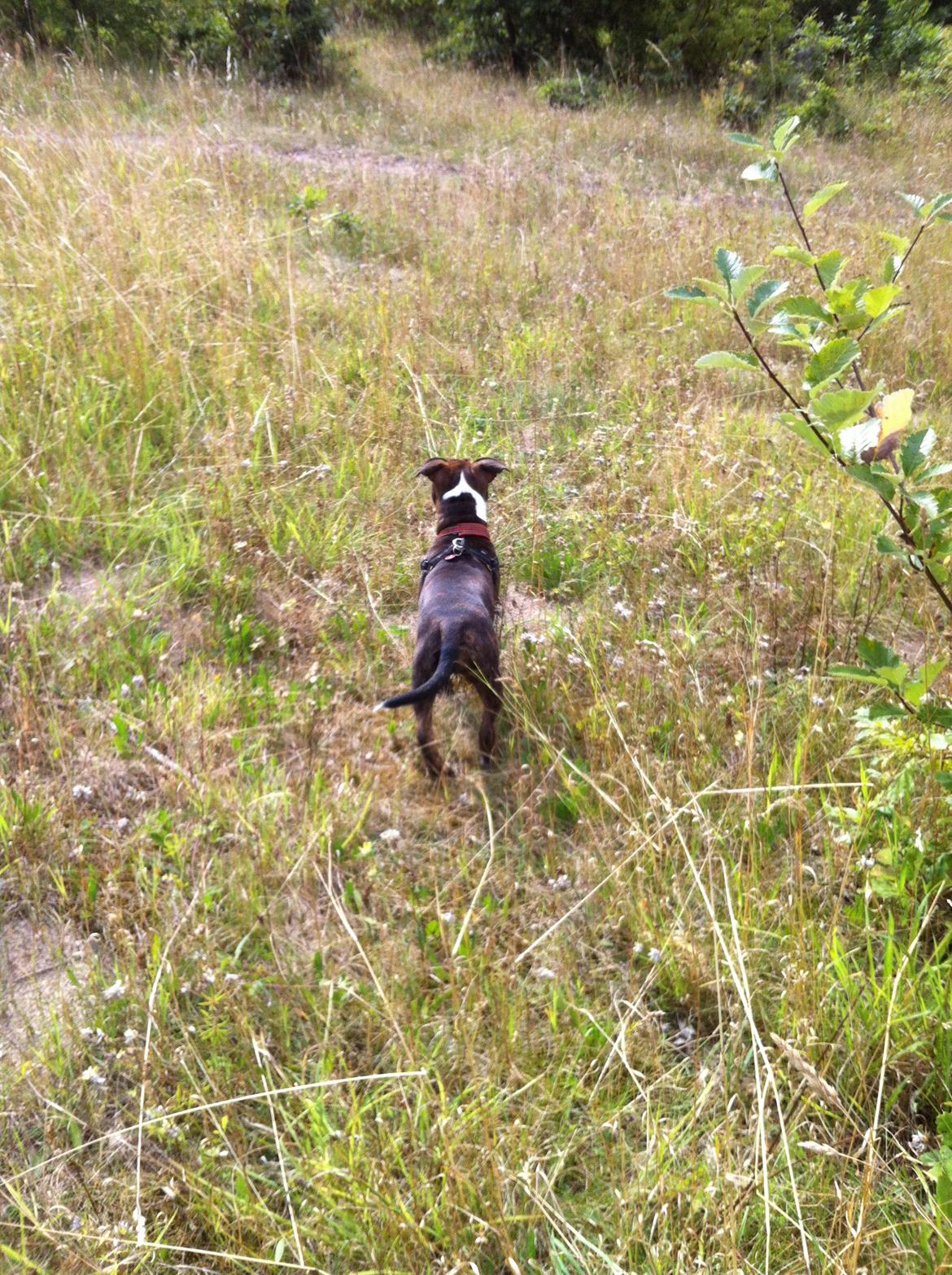 Staffordshire bull terrier Freja billede 12