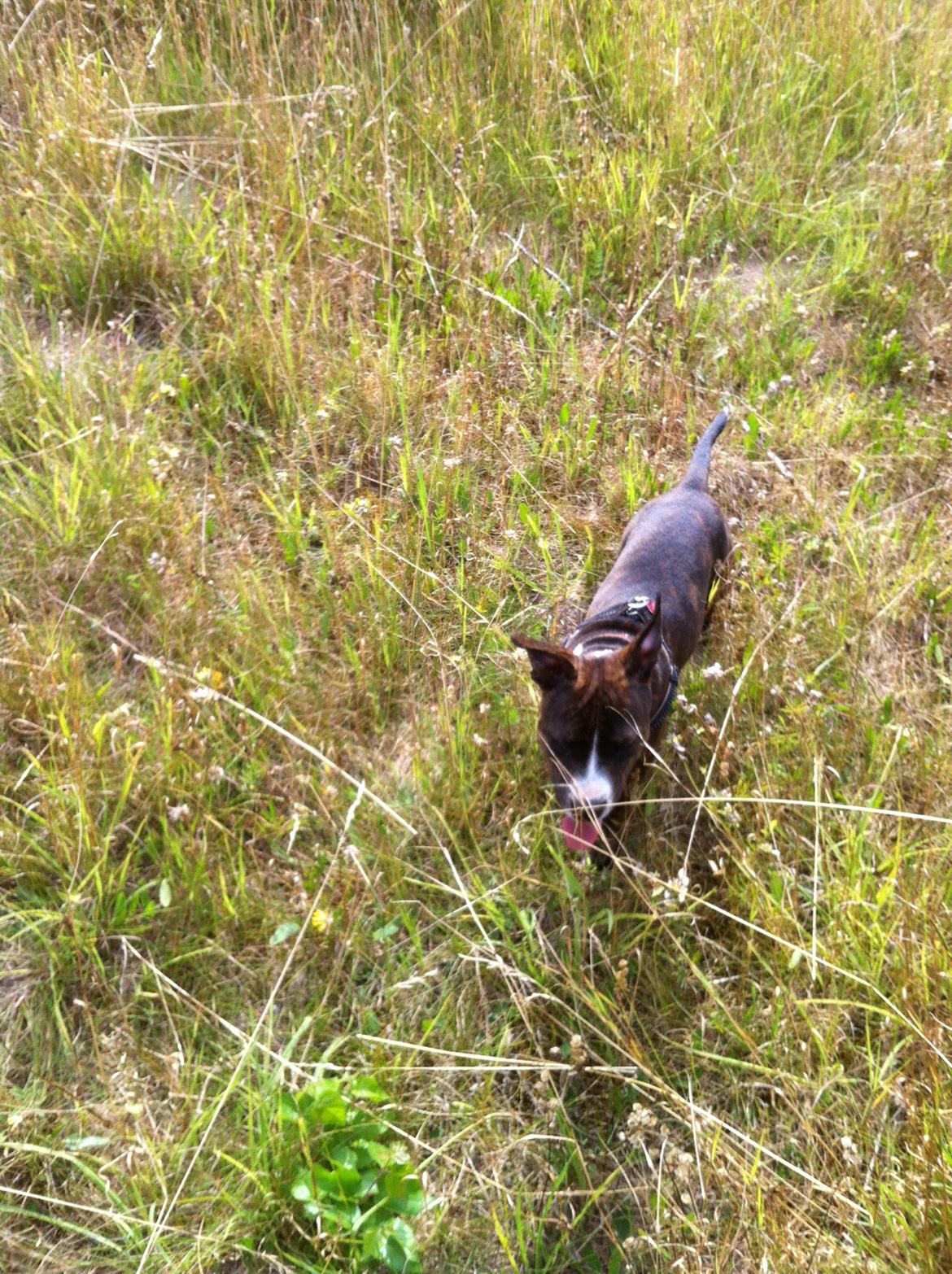 Staffordshire bull terrier Freja billede 13