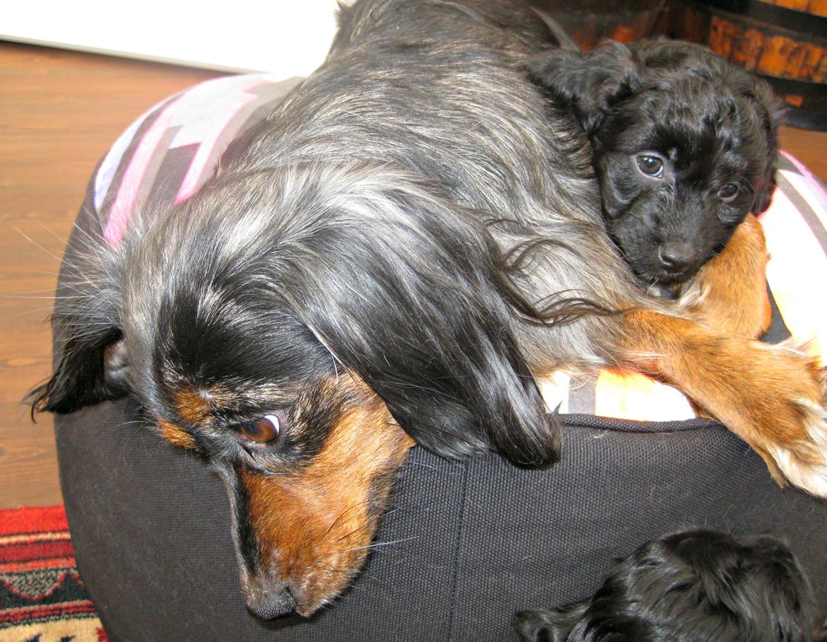 Blanding af racer Erna billede 2