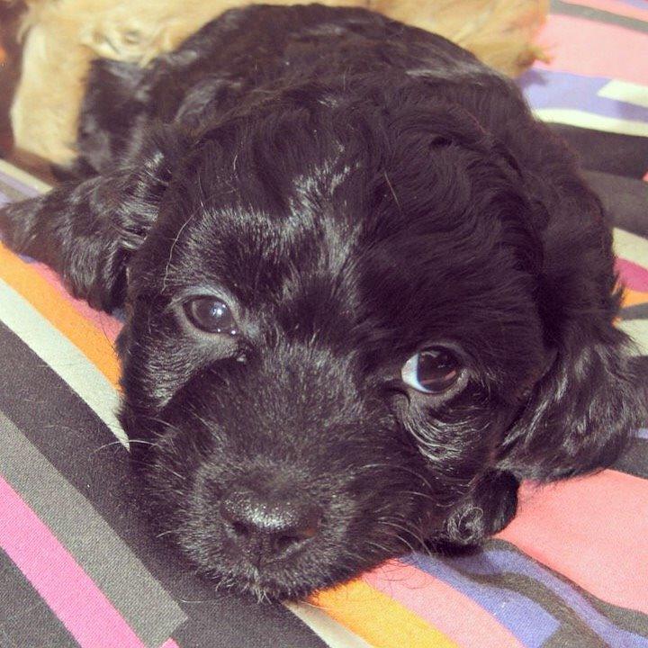 Blanding af racer Erna billede 3