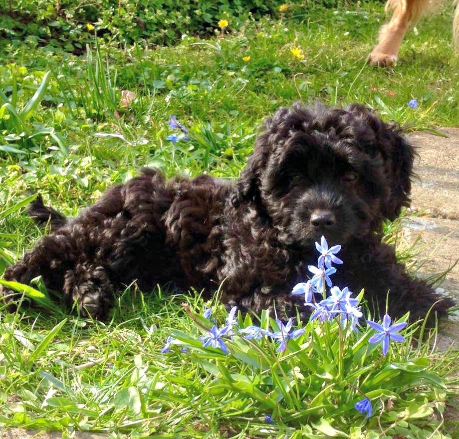 Blanding af racer Erna billede 4