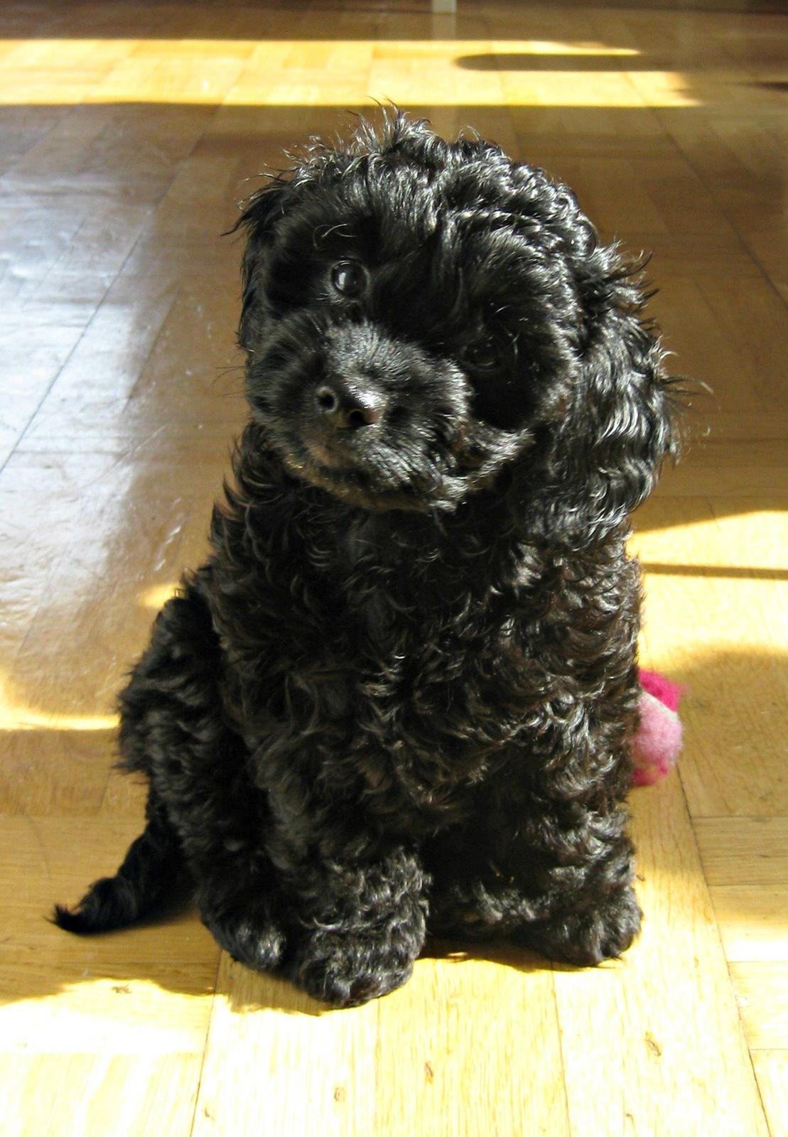 Blanding af racer Erna billede 5