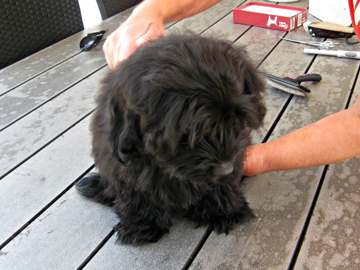 Blanding af racer Erna billede 6