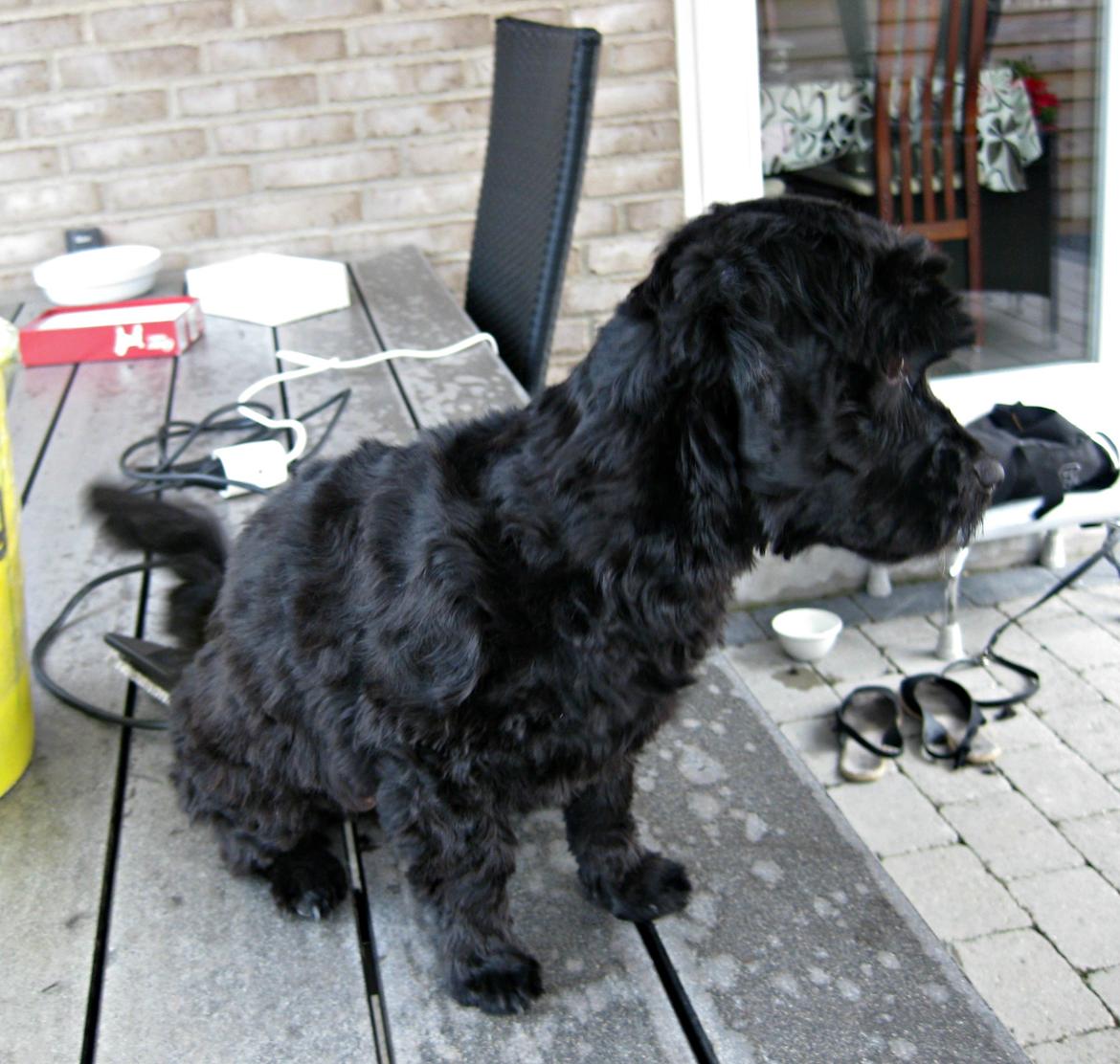 Blanding af racer Erna billede 7