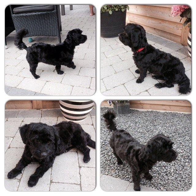 Blanding af racer Erna billede 8