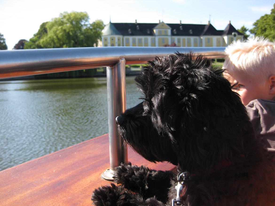 Blanding af racer Erna billede 11