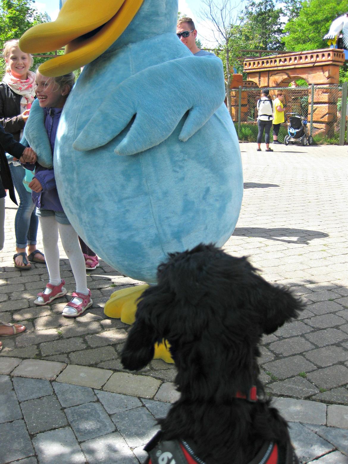 Blanding af racer Erna billede 10