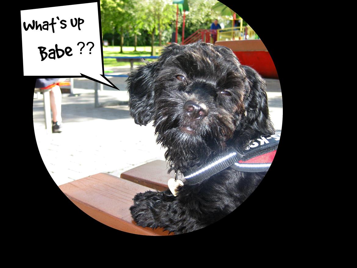 Blanding af racer Erna billede 9