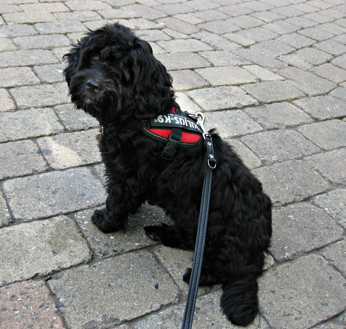 Blanding af racer Erna billede 12