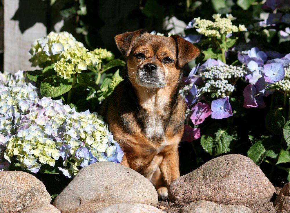 Blanding af racer Lilly - August 2015 billede 12