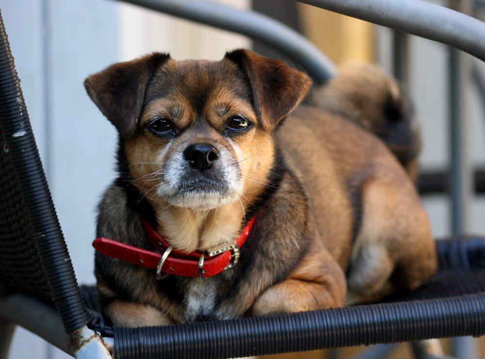 Blanding af racer Lilly billede 45