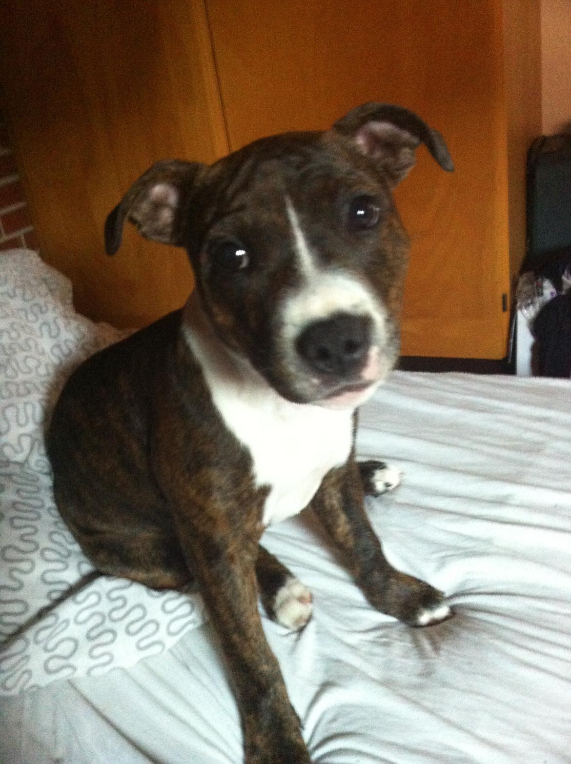 Staffordshire bull terrier Freja billede 14