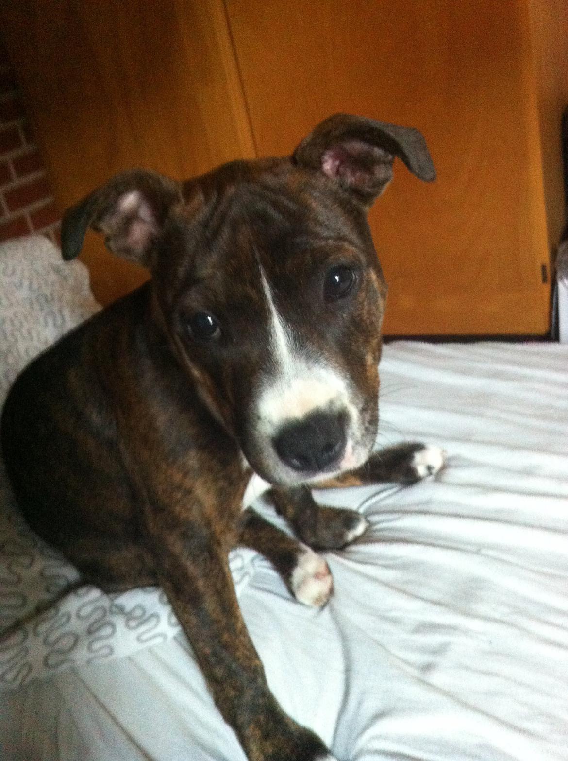 Staffordshire bull terrier Freja billede 15