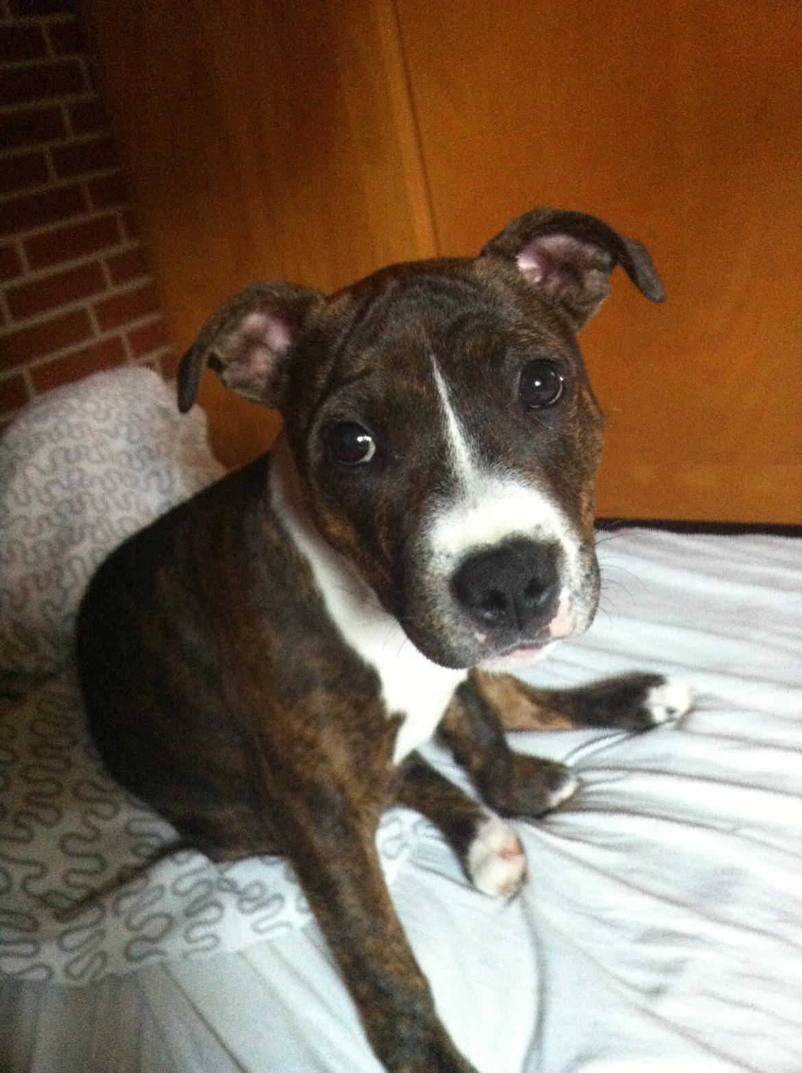 Staffordshire bull terrier Freja billede 16