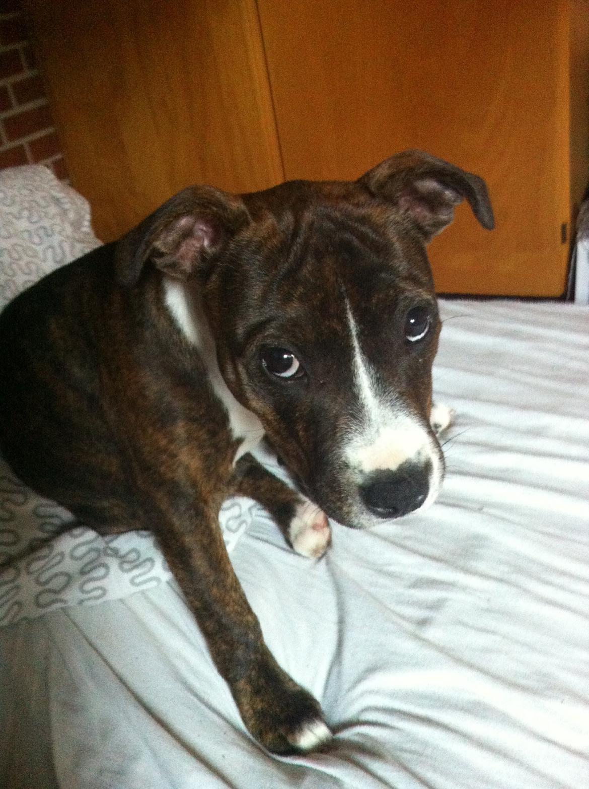 Staffordshire bull terrier Freja billede 17