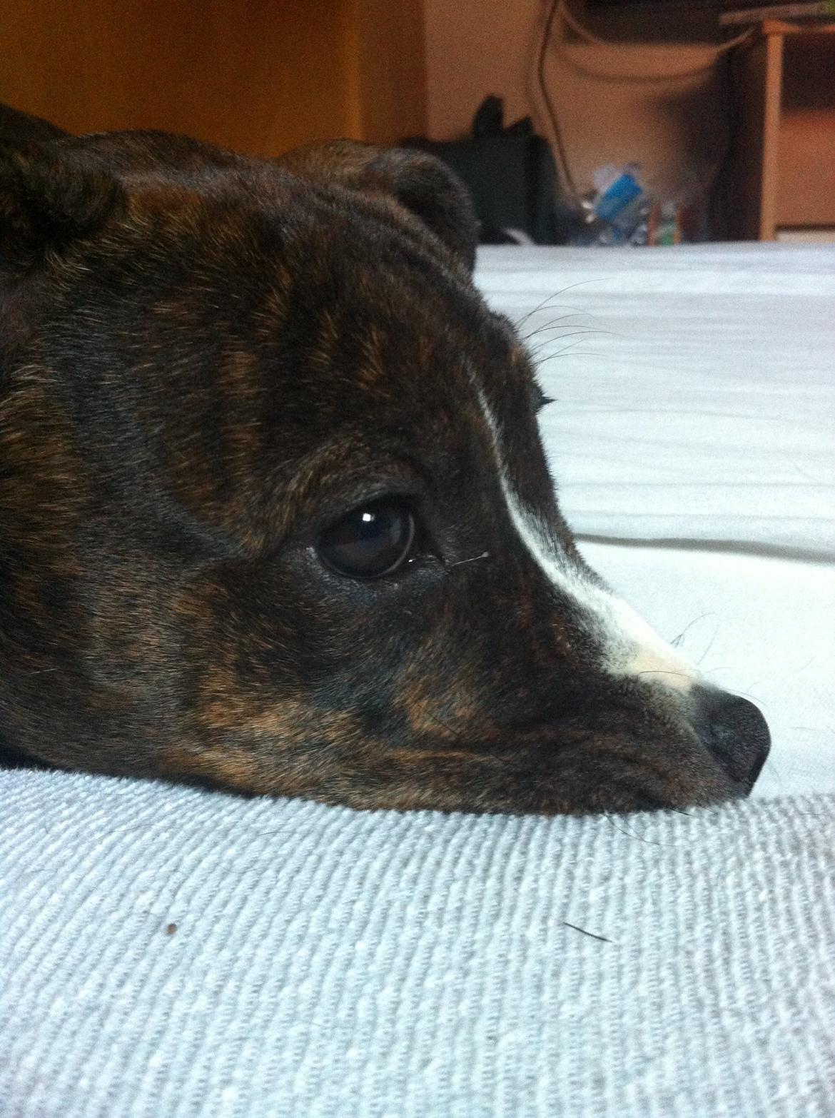 Staffordshire bull terrier Freja billede 18