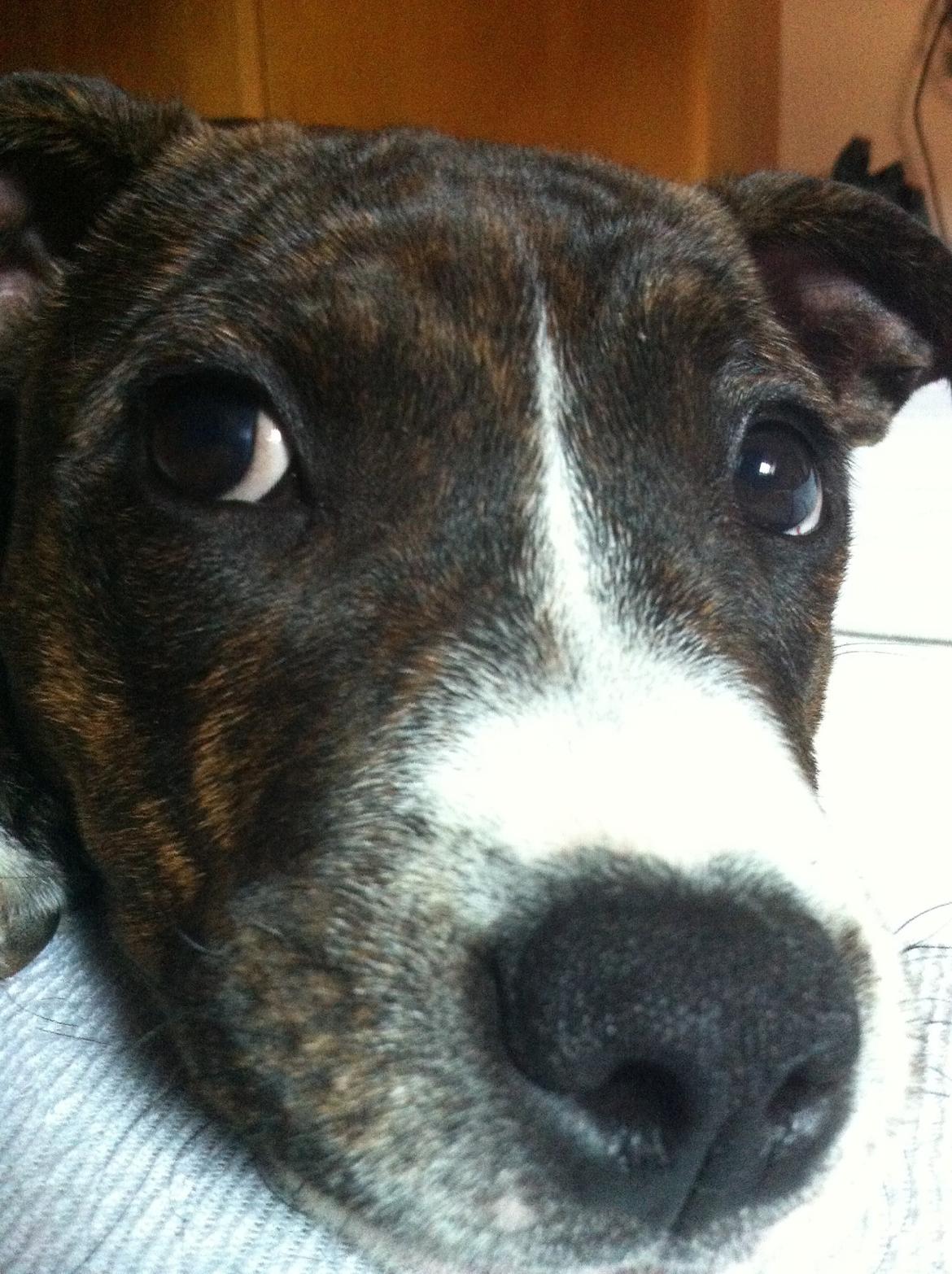 Staffordshire bull terrier Freja billede 19