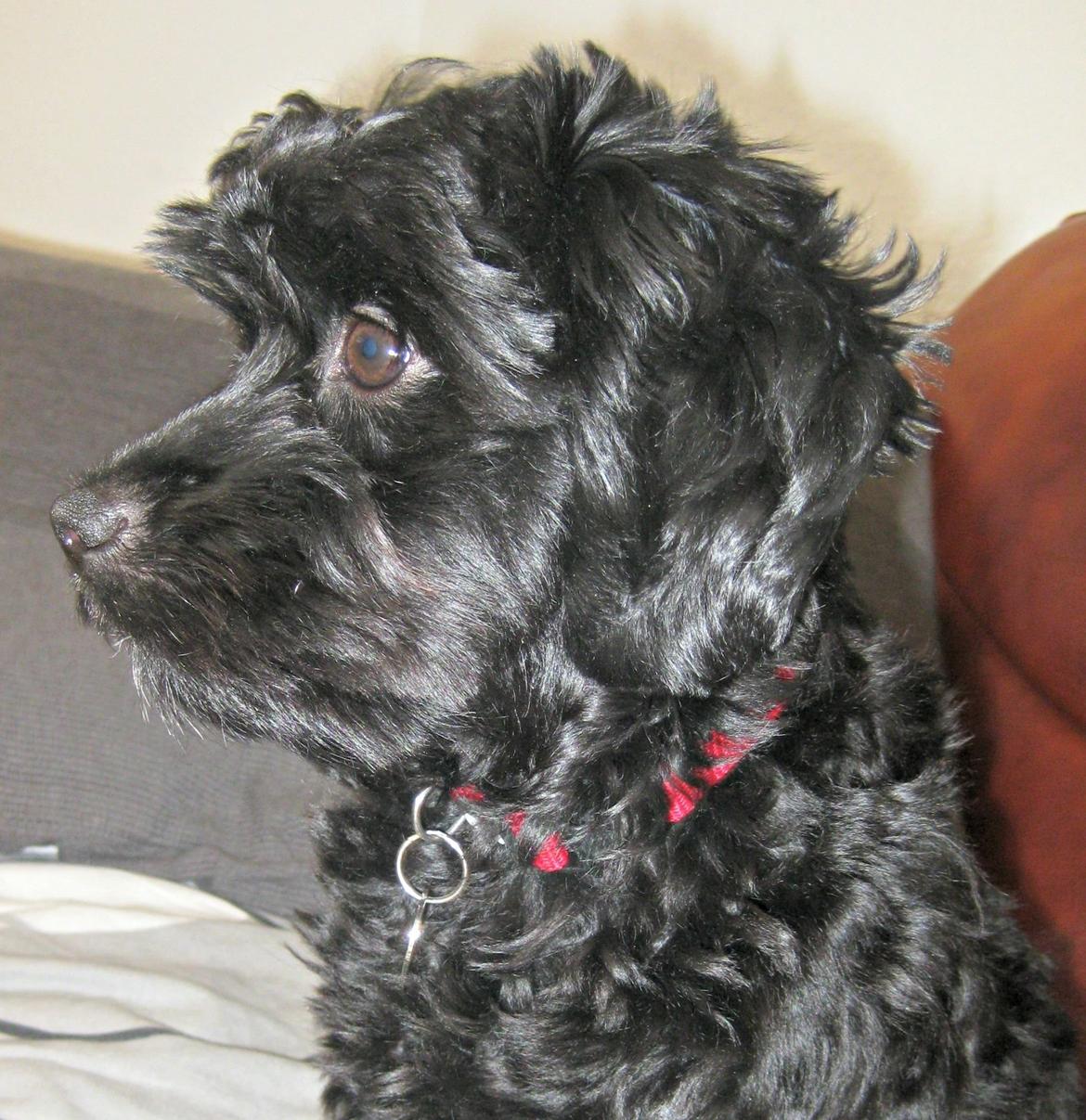 Blanding af racer Erna billede 1