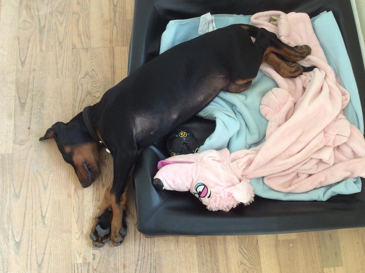 Dobermann Marco - sådan ligger han bedst, halvt ude af sin seng billede 1