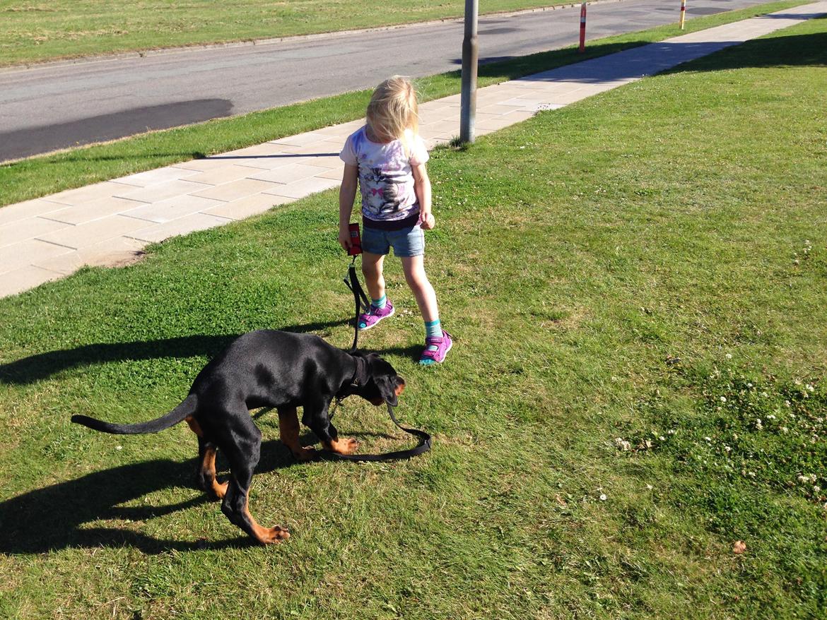 Dobermann Marco - Med henne og hente Mie i Børnehaven. billede 3