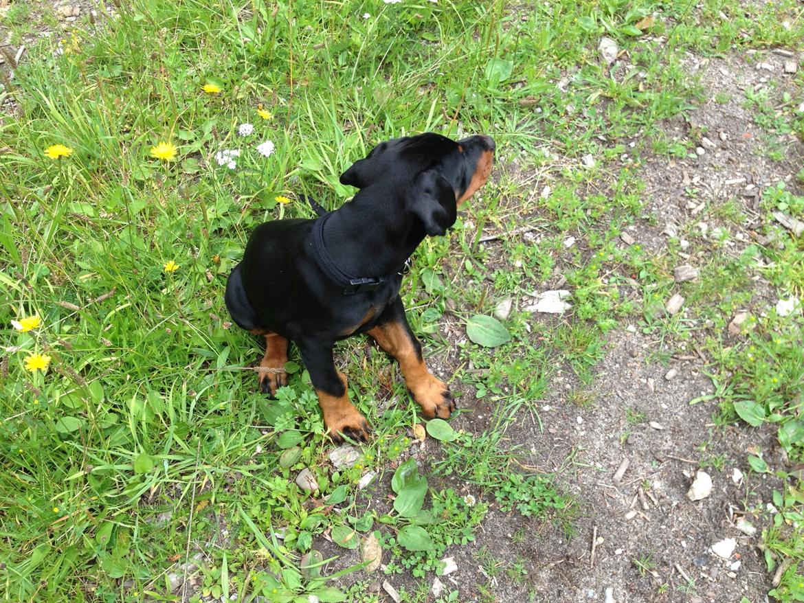 Dobermann Marco - Kun 8 uger gammel. billede 5