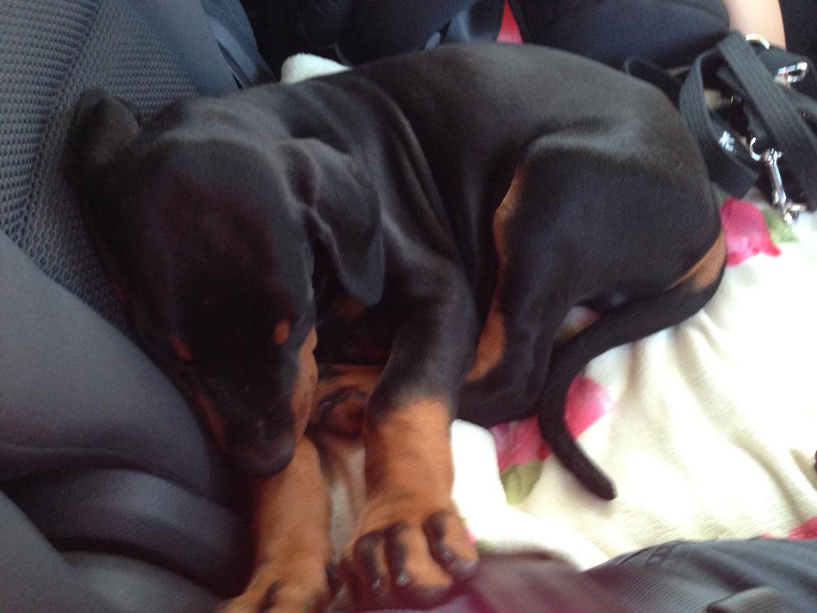 Dobermann Marco - på vej hjem i bilen, vi har ventet såååå længe på den dag ! billede 6