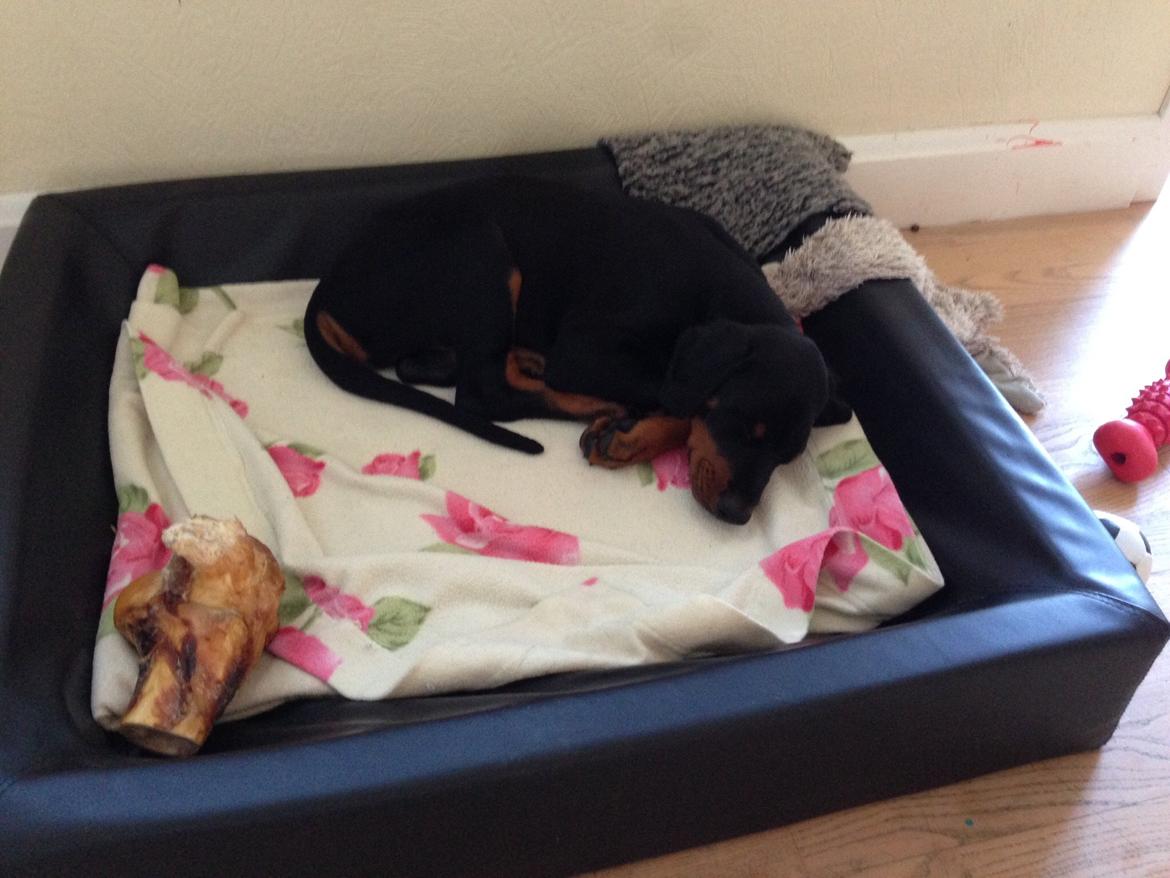 Dobermann Marco - Første lur hjemme hos os. billede 7