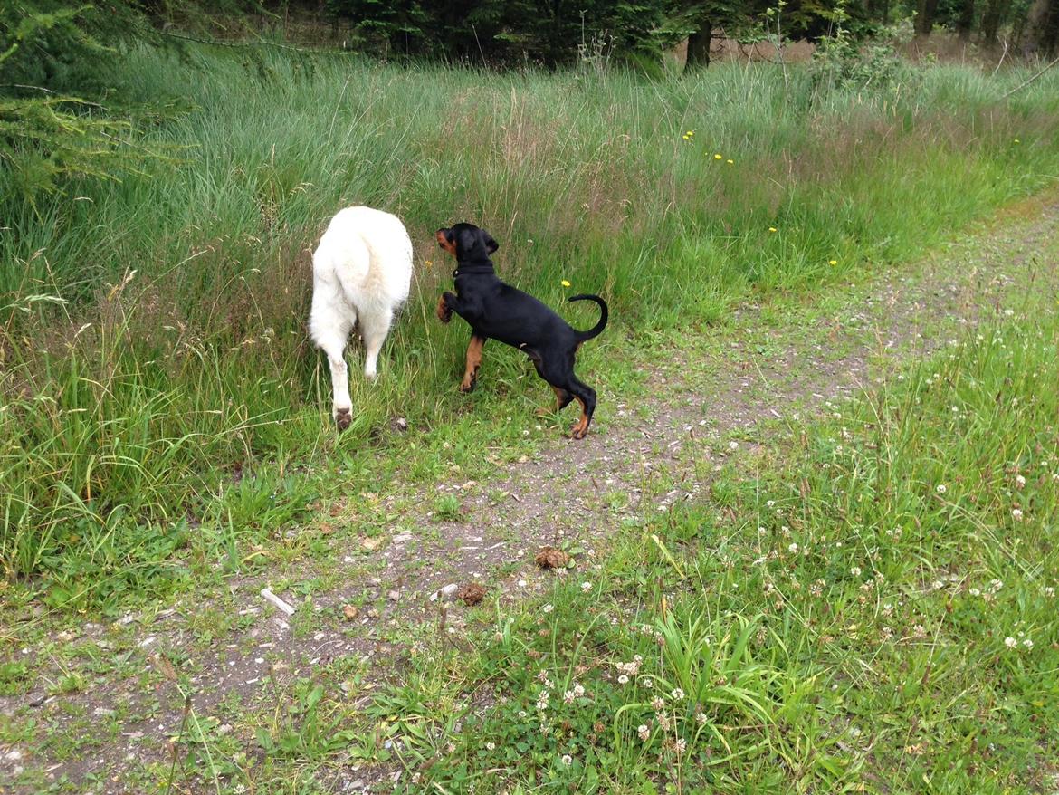 Dobermann Marco - På skovtur med Tenna. billede 8