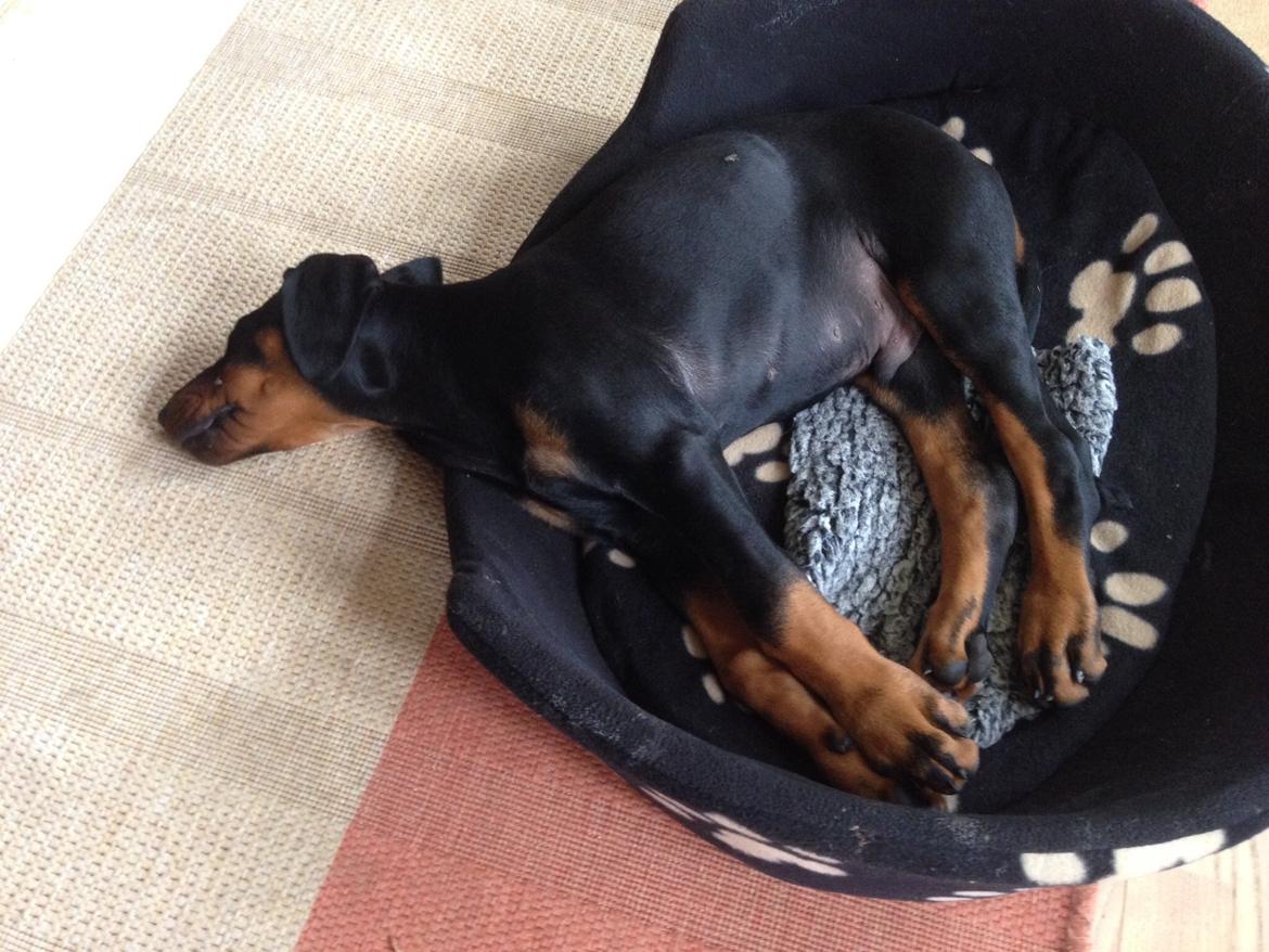 Dobermann Marco - ikke jordens bedste hundeseng, den falder man ud af :-/ billede 9