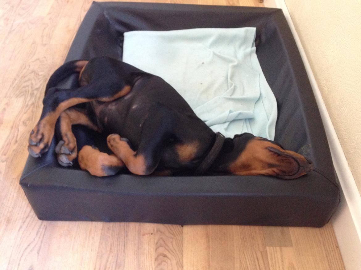 Dobermann Marco - Han sover på den mest afslappede måde overhovedet. billede 4