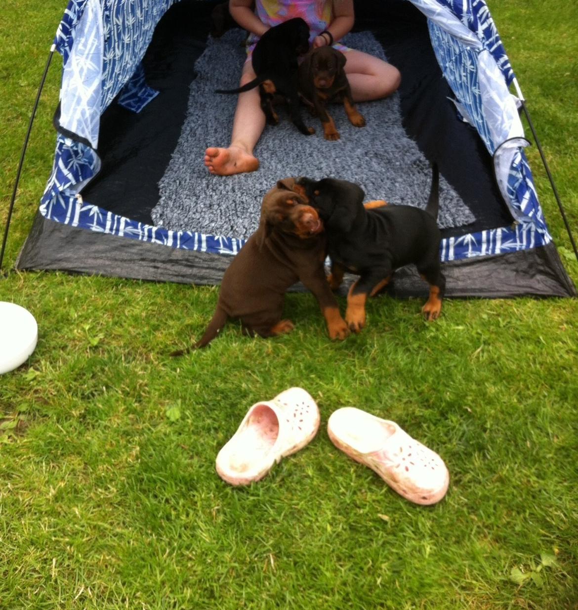 Dobermann Marco - Hygge i haven sammen med sine søskende. billede 2