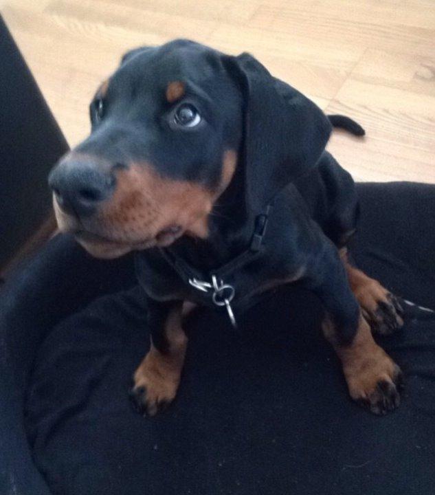 Dobermann Marco - ida tog dette nuser billede af ham. billede 10