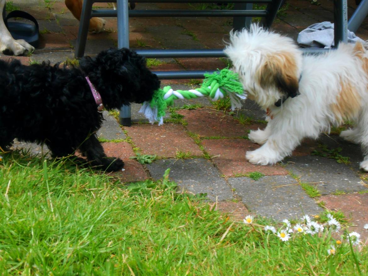 Dværgpuddel Perle (forældres) billede 8