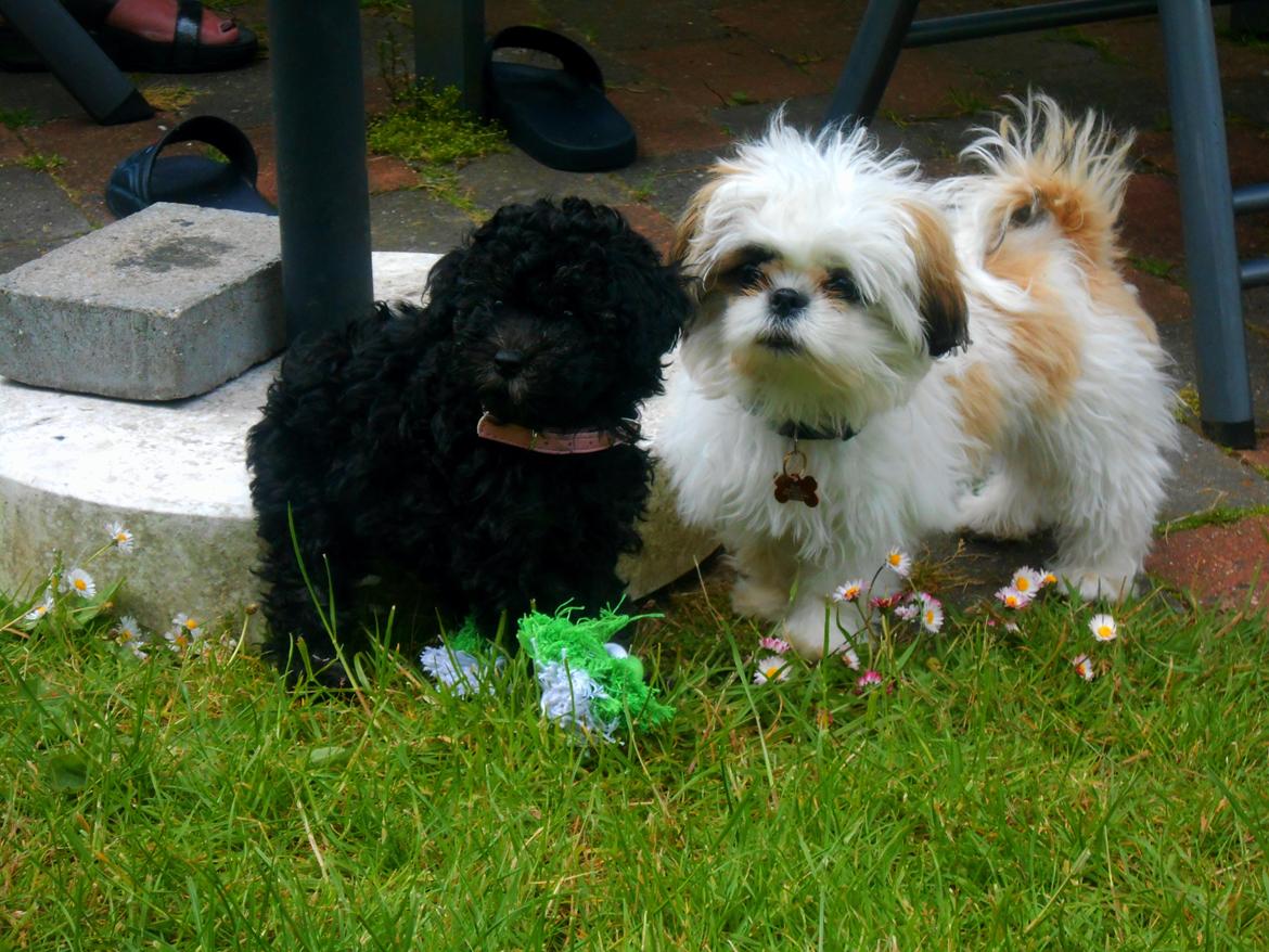 Dværgpuddel Perle (forældres) billede 4
