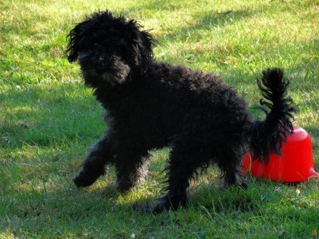 Dværgpuddel Perle (forældres) billede 3