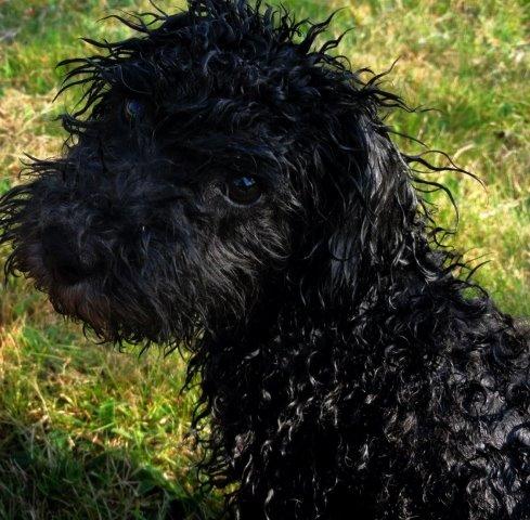 Dværgpuddel Perle (forældres) billede 5