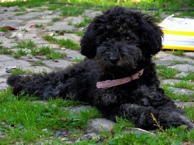 Dværgpuddel Perle (forældres) billede 6