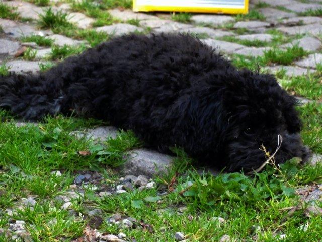 Dværgpuddel Perle (forældres) billede 9