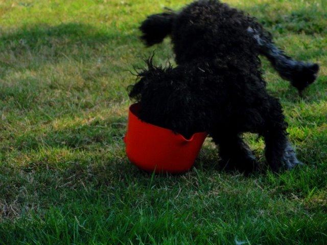 Dværgpuddel Perle (forældres) billede 7